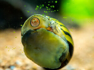 A snail eating seaweed.