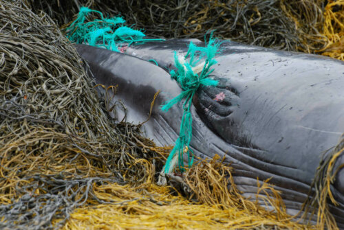 A whale tangled in a net.