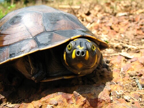 The yellow-spotted Amazon river turtle lives in the rivers and lakes of the Amazon.