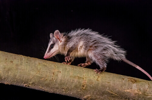 An opossum on a tree branch.