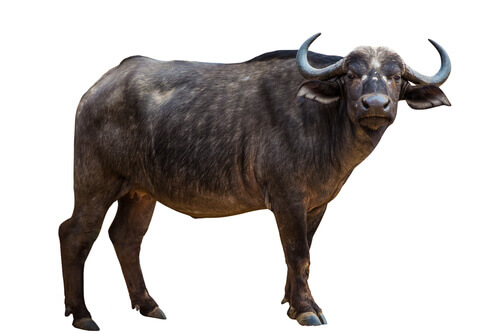 En afrikansk buffel