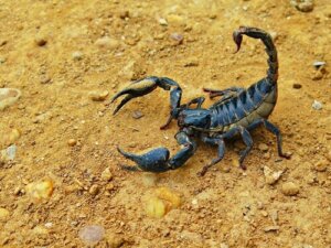 Is Scorpion Venom as Deadly as Most People Think?