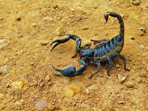 Είναι το Scorpion Venom τόσο θανατηφόρο όσο νομίζουν οι περισσότεροι άνθρωποι;