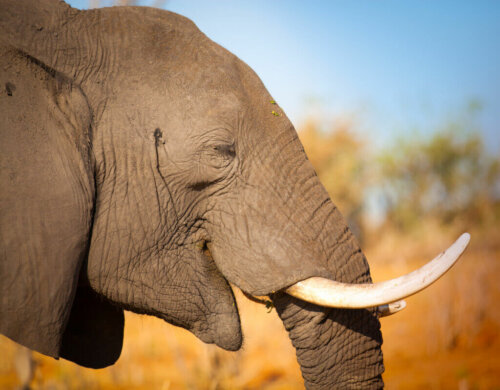 Protecting Elephants from Poaching