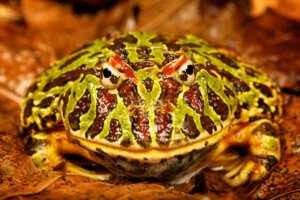 Keeping a Pacman Frog as a Pet