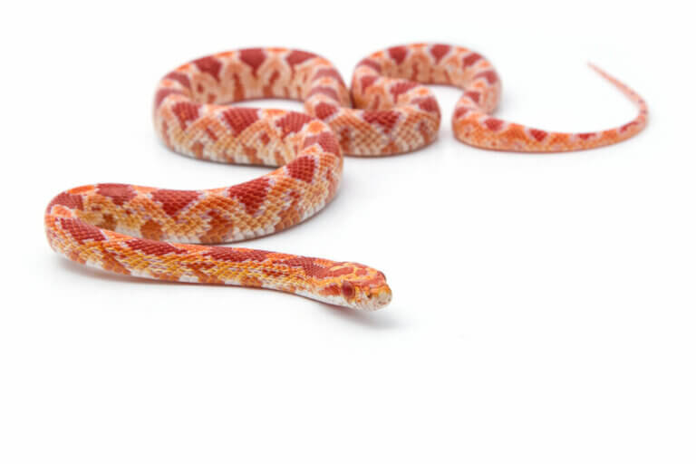How to Properly Care for a Pet Corn Snake