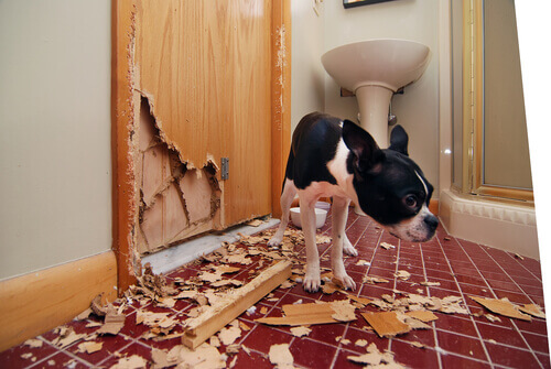 A dog destroying a door.
