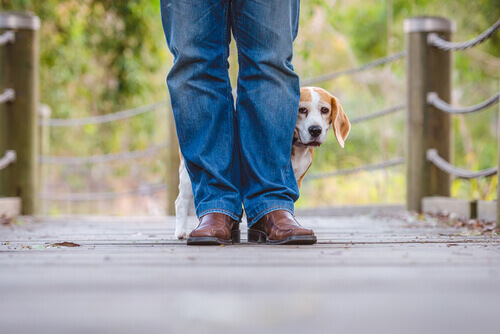 How a Vet Can Help Correct Dog Behavior