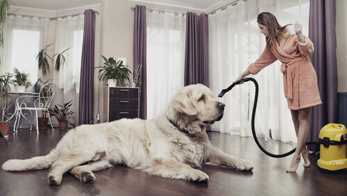 A dog sitting there looking pretty while a woman vacuums.