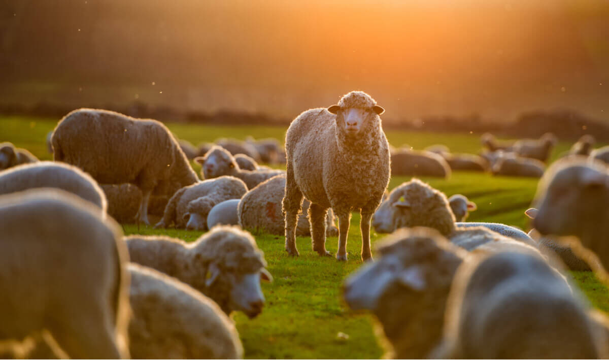 Sheep in a pasture at sunrise.