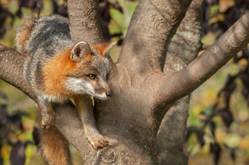A fox on a tree.