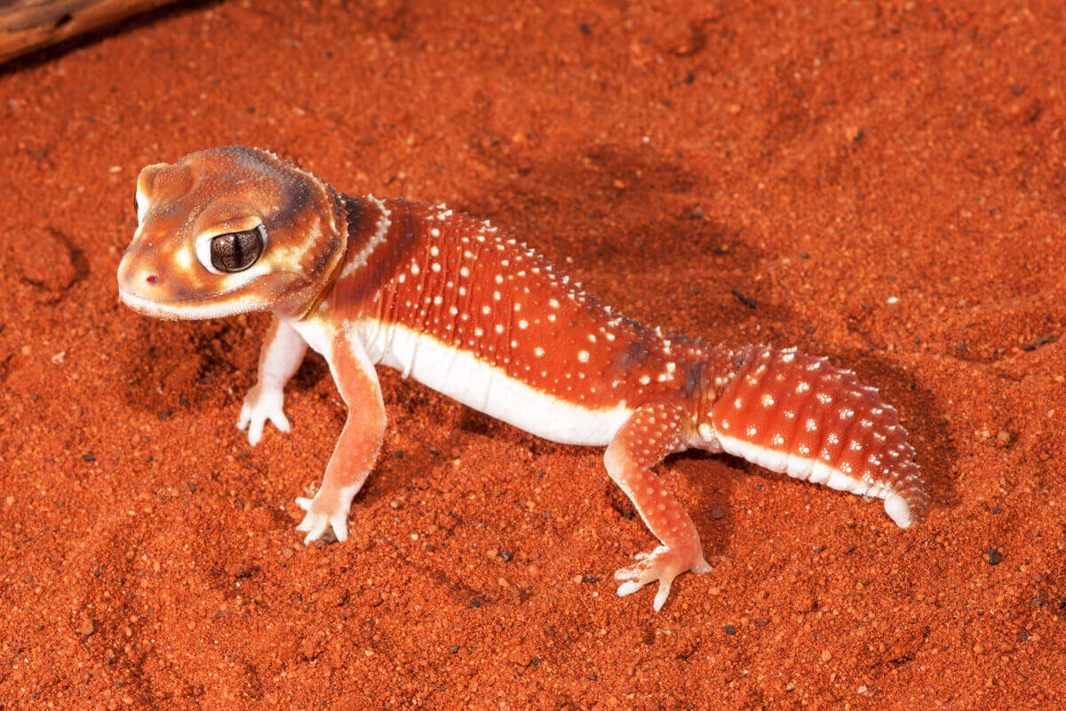 An orange lizard with white spots.