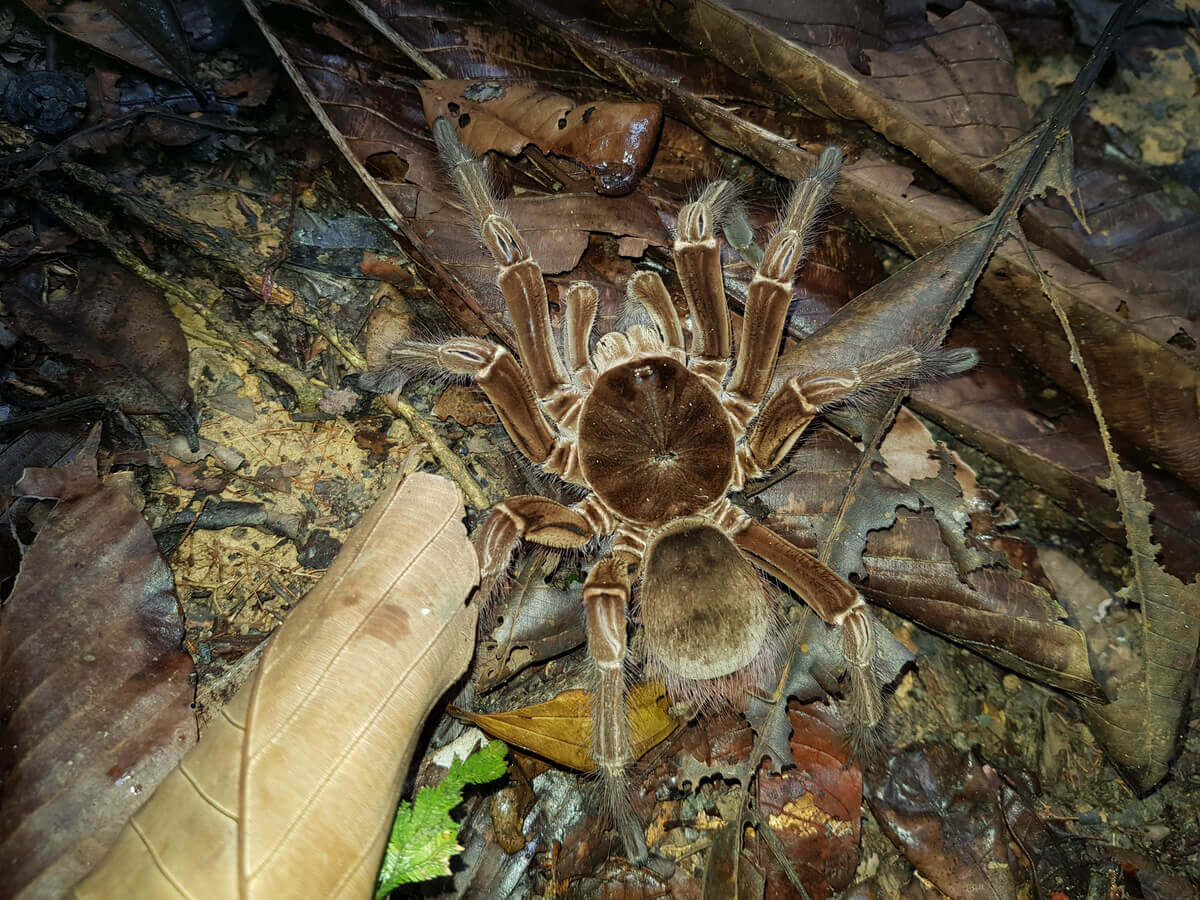 A giant velvety brown tarantula crawling among fallen leaves.