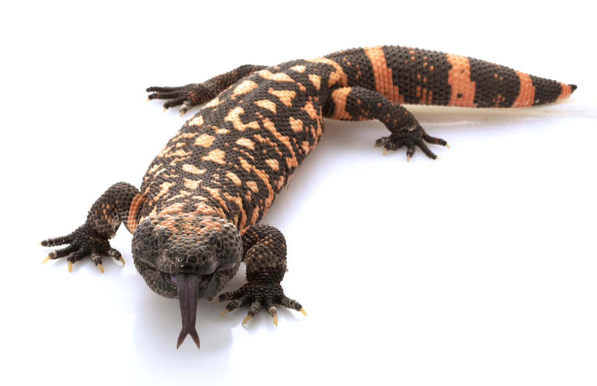 A black and orange lizard with its tongue out.