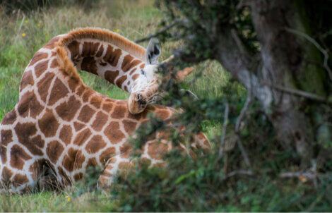 A giraffe lying down and sleeping.