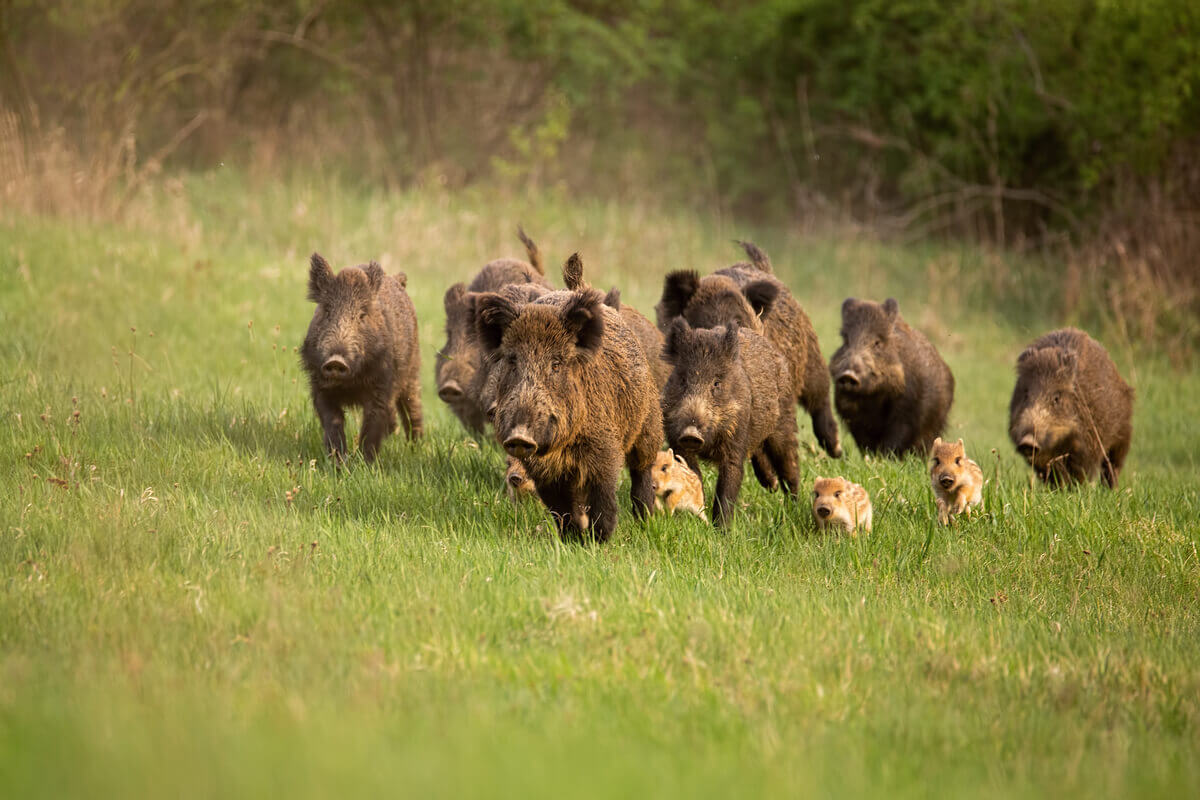 A group of adult and baby wild boars running in a field.