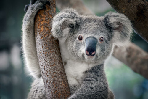 A koala on a tree.