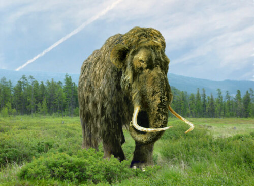 A woolly mammoth in its natural habitat.