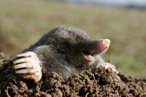 A mole coming out of a hole.