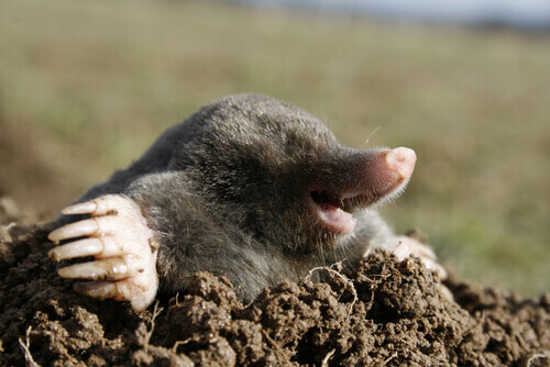 A mole coming out of a hole.
