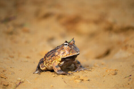 A pacman frog on some sand.