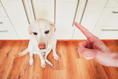 A person reprimanding a dog for their behavior.