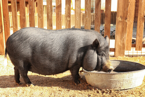 A pig eating.