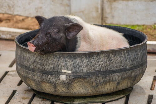 A pig in a pool.