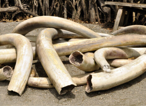 A pile of ivory tusks, the reason Nick Murray works protecting elephants from poaching.