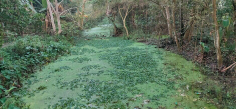 Eutrophication in a river, which is one of the ways that water pollution affects fish.
