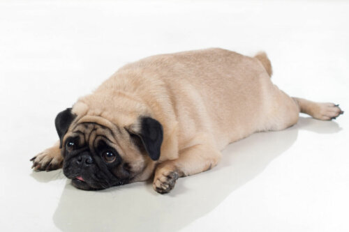 A sad pug.