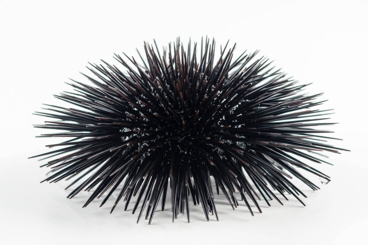 A black and very spiky sea urchin.