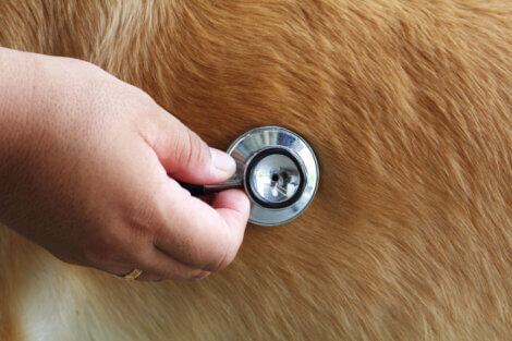 A stethoscope on a dog.