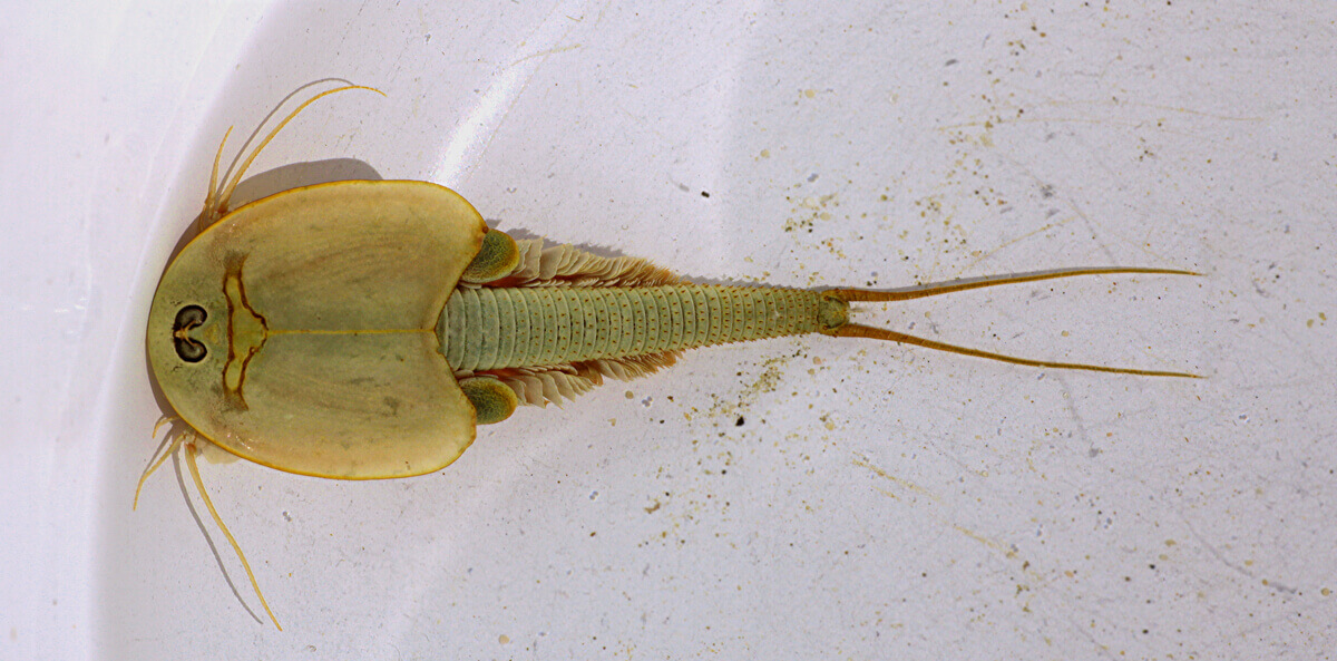 Das Triops Aquarium Urzeitkrebse Kaufen Tipps Zum Triops Z chten EIGU