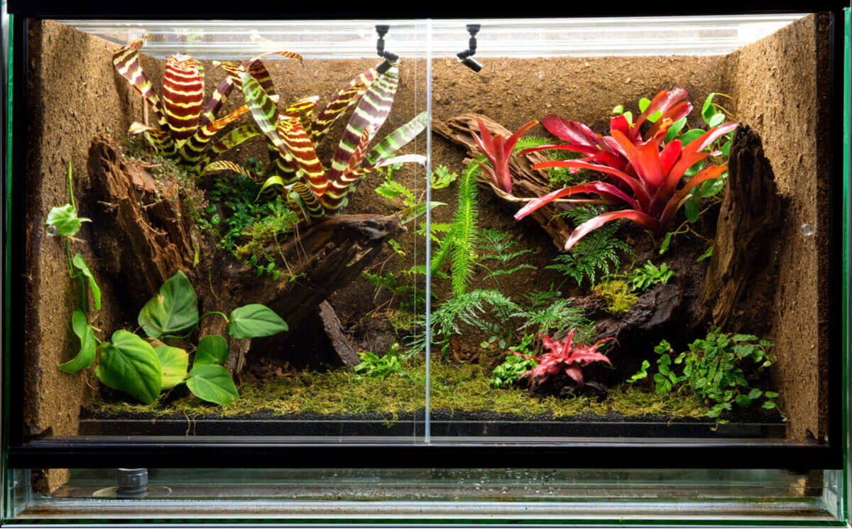 A terrarium full of exotic plants.