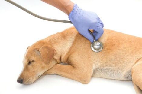 A vet listening to a dog's breathing with a stethoscope.