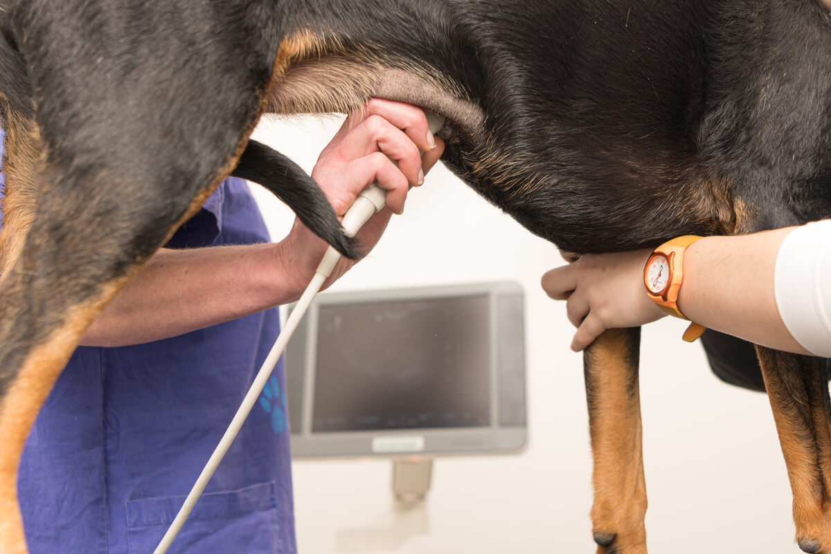A veterinarian performing an ultrasound on a dog's abdomen.