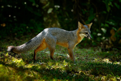 A wild fox.