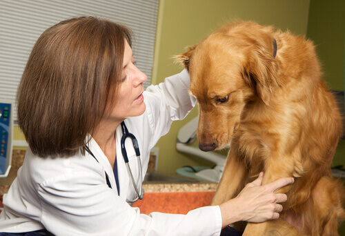 A woman talking to a dog.