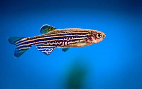 A zebrafish swimming.