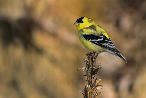 American Goldfinch on tree. 