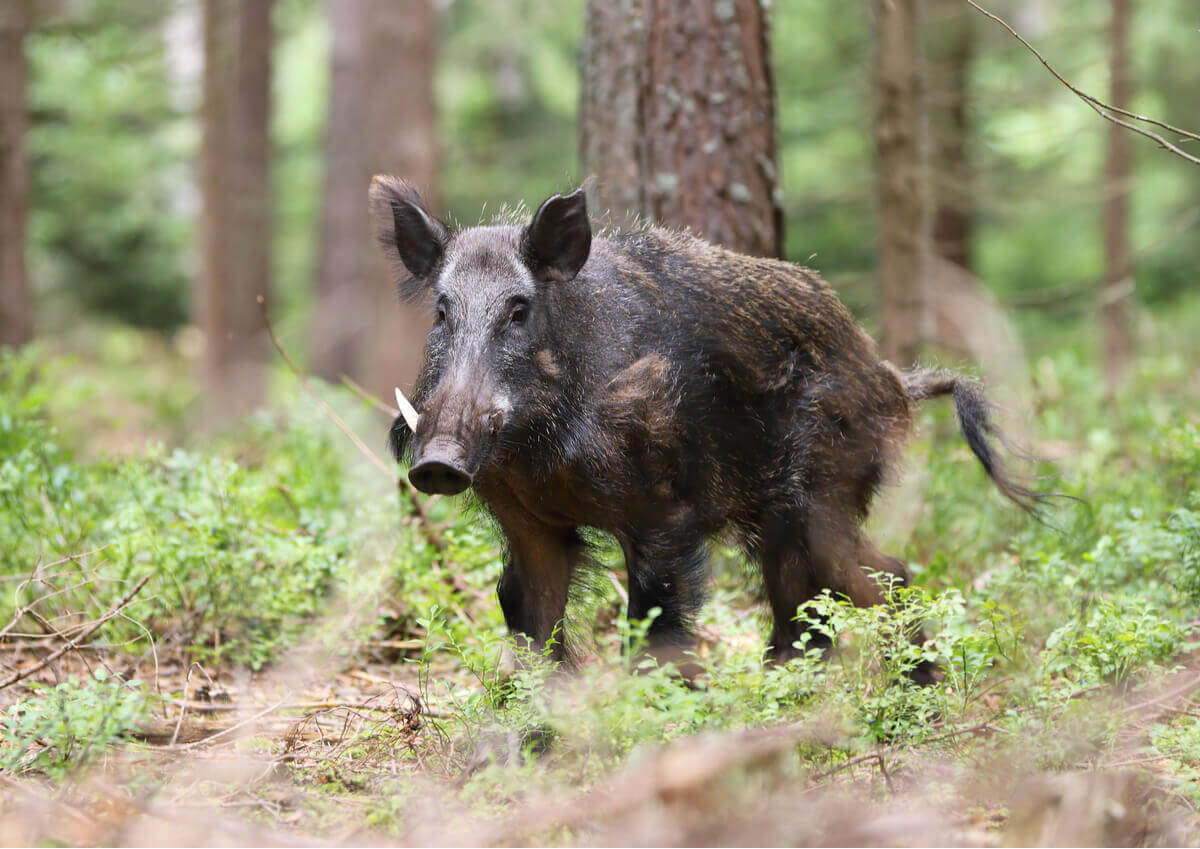 A blackish brown wild boar with white tusks in the woods.