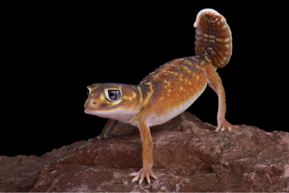 A nephrurus levi with its tail in the air.