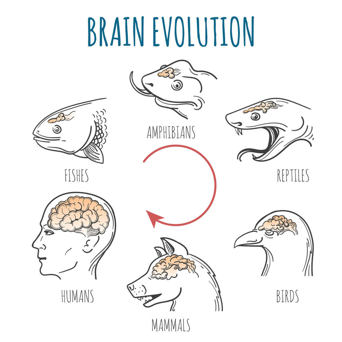 A diagram showing the evolution of the brain.