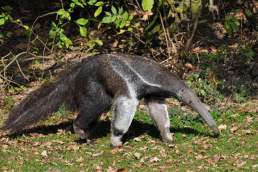 anteaters complete anatomy behavior and history