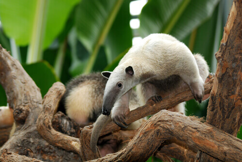 A beige and grey anteater climbing among tree branches.