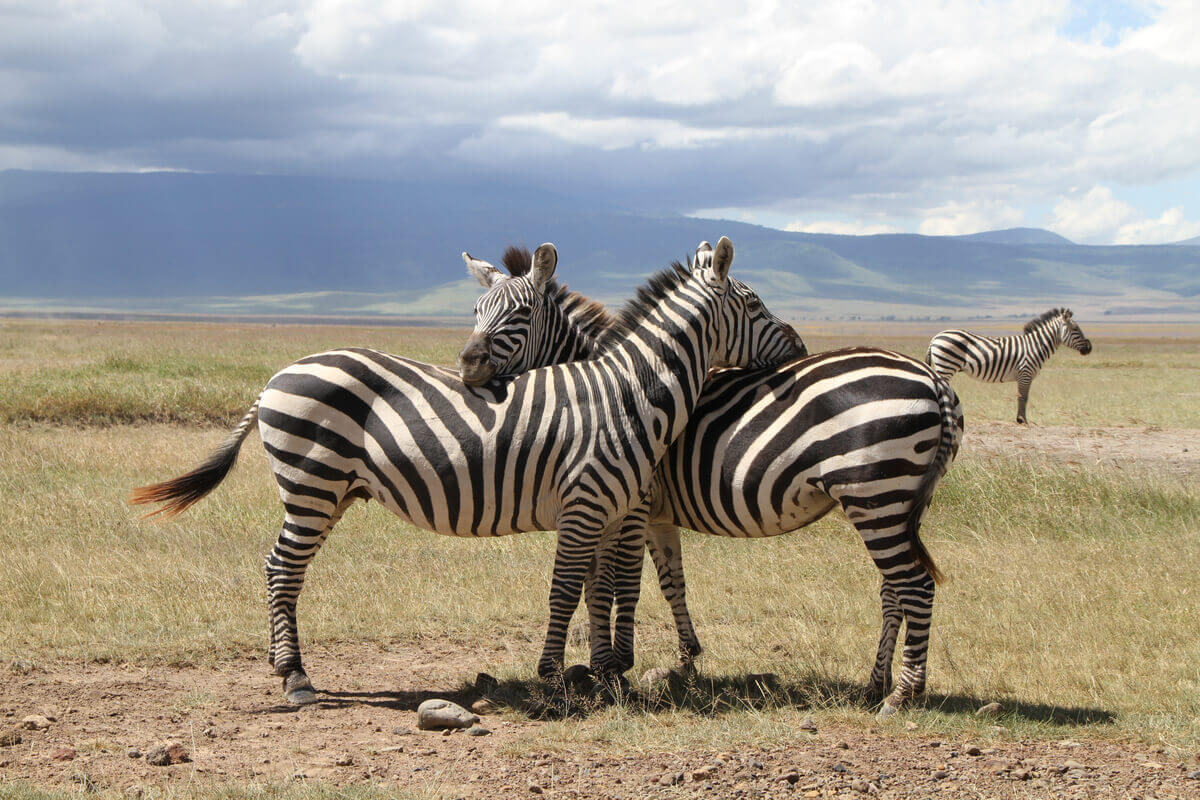 Two zebras that seem to be embracing with their necks.