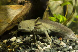 A large axolotl in its tank.