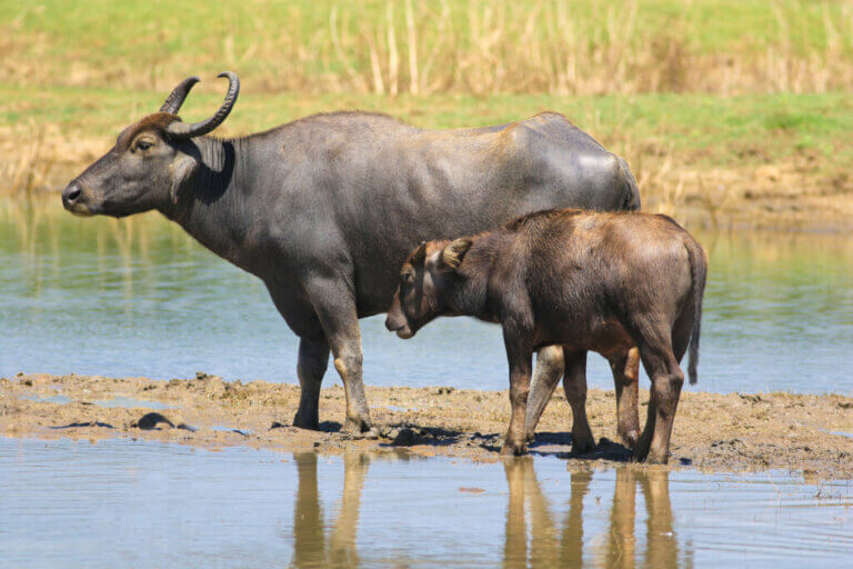 Buffalos and Livestock: A New Symbiosis