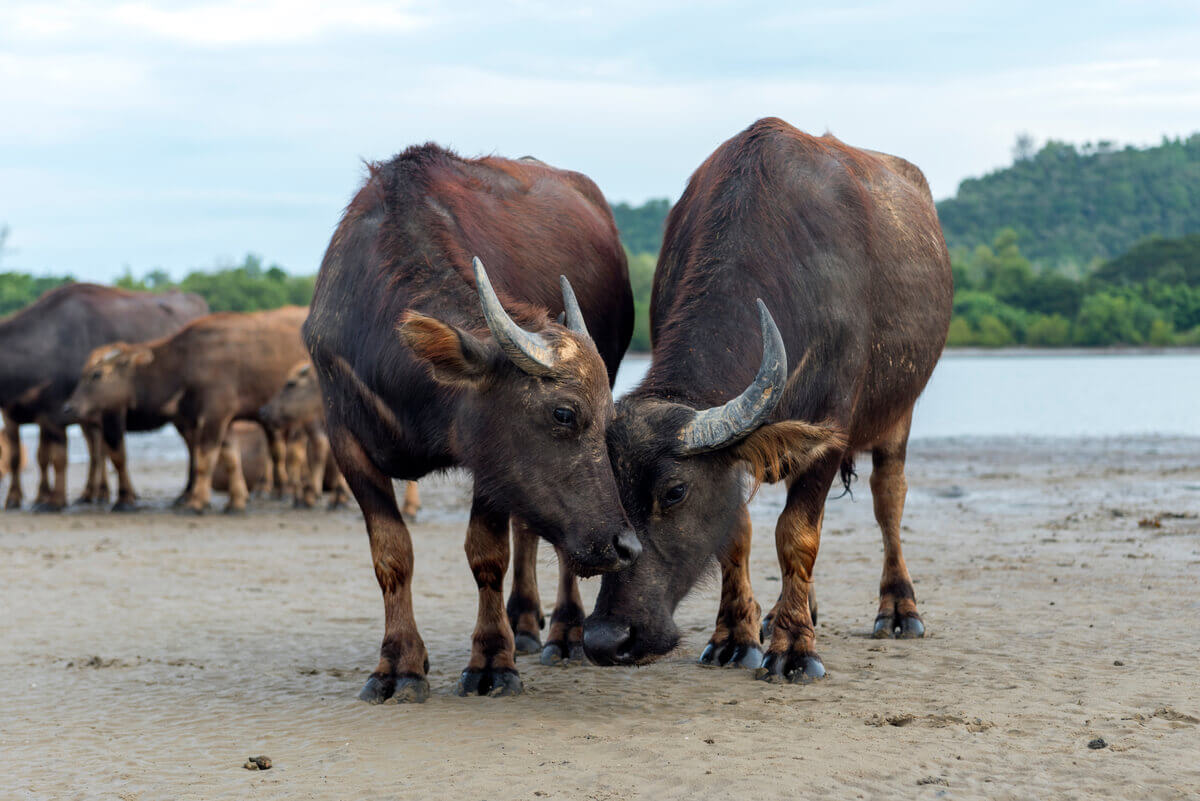Wild buffalos on the edge of a body of water.